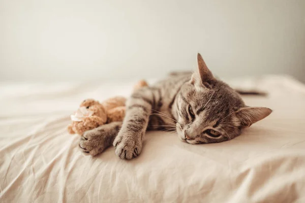 Niedliches Gestromtes Kätzchen Liegt Einer Umarmung Mit Einem Weichen Teddybärspielzeug — Stockfoto