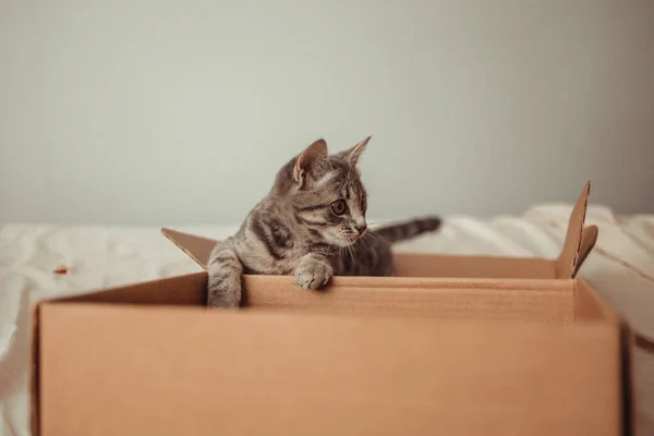 Porträt eines lustigen gestromten Kätzchens mit braunen Augen sitzt in einem Karton. Spielen mit Ihrem Haustier zu Hause — Stockfoto