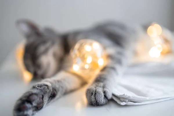 Очаровательная кошка лежит на уютной кровати с рождественскими золотыми огнями боке и подарочными коробками. Симпатичный котенок расслабляется и играет с игрушкой с золотым мячом. Зимние каникулы. — стоковое фото