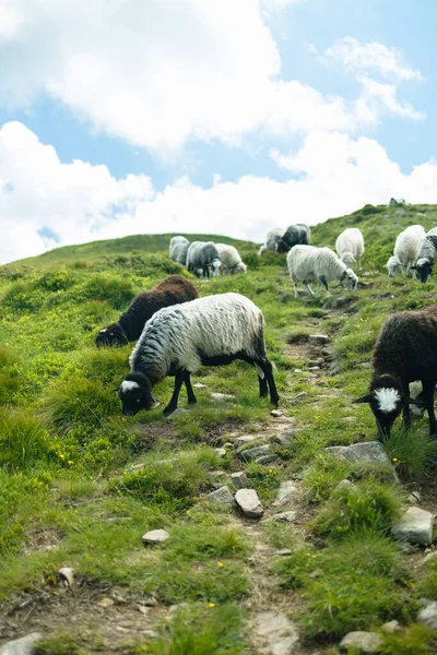 美しい山の牧草地で羊の群れ。農場 — ストック写真