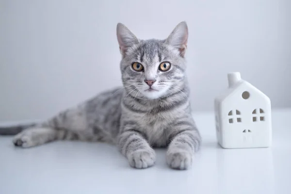 Chaton Chat Gris Mignon Avec Petit Modèle Jouet Blanc Sur — Photo