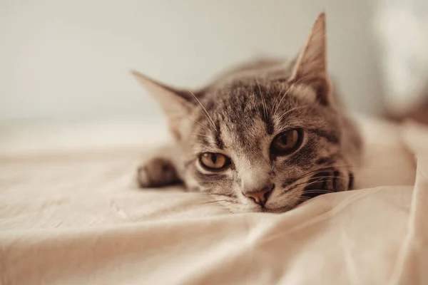 Cute Tabby Kitten Lies Bed Cat Sleeps Sofa Home Kitten — Stockfoto