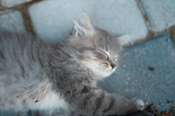 Cute little kitten sleeping on the pavement outdoors, close-up. Sweet dream concert. — Stockfoto