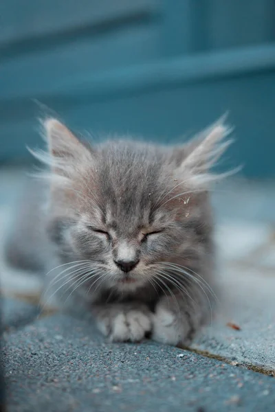 Little kitten sleeping outdoors on the pavement, close-up — Stock Photo, Image