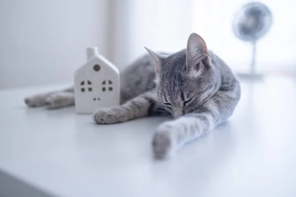 Imádnivaló tabby szürke cica macska -val fehér kicsi játék modell -on egy fehér asztal háttér — Stock Fotó