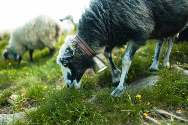 Hejno ovcí na krásné horské louce. Krásný výhled na hory. Karpat, Ukrajina. — Stock fotografie