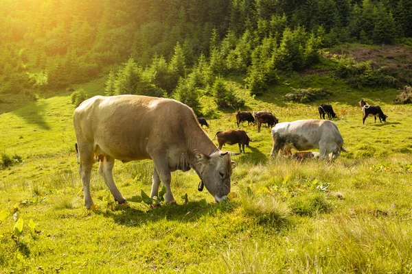 Herd of cows graze on a summer green field in the Carpathian mountains, Ukraine. Cattle farming — Stock Photo, Image
