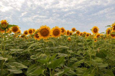 Kırsaldaki büyük altın ayçiçeğinin güzel panoramik manzarası. Çiçek açan ayçiçekleri.