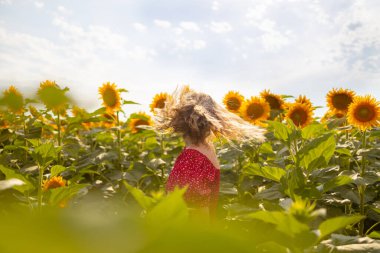 Beautiful panoramic view of big golden sunflower sunny field in the countryside. Happy woman is walking and jumping. Long hair in the air. Blooming sunflowers.