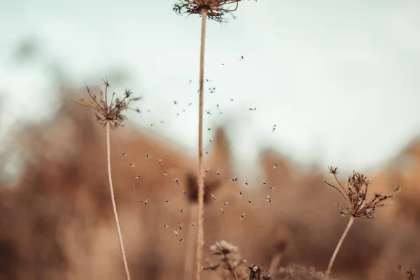 Stachel Aus Trockenem Gras Auf Einem Herbstlichen Feld Der Morgensonne — Stockfoto