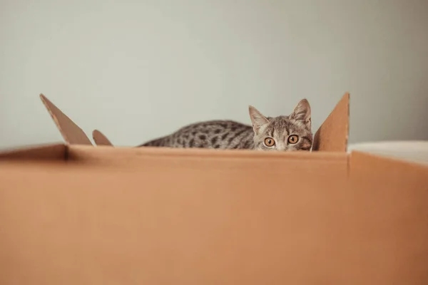 Portrait Funny Cat Brown Eyes Sits Cardboard Delivery Box Playing — Stock Photo, Image