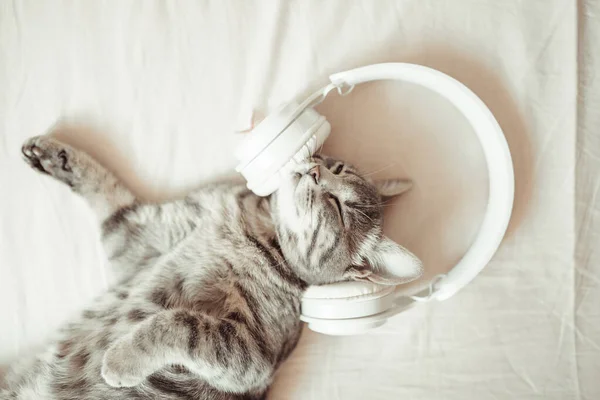 Bedårande Tabby Kattunge Ligger Med Vita Trådlösa Hörlurar Sängen Katten — Stockfoto