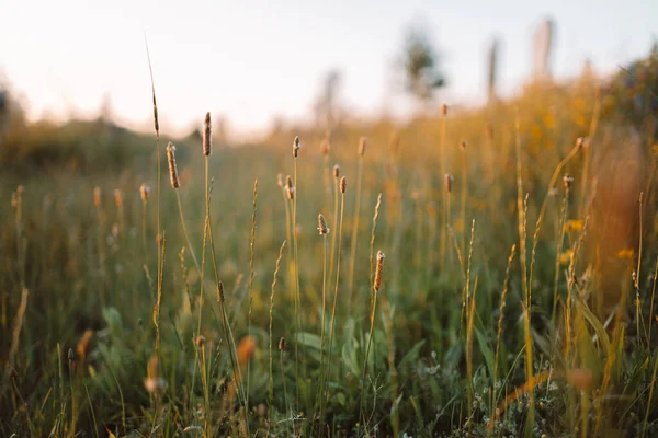 Beau Paysage Matin Été Avec Différentes Fleurs Sauvages Vertes Coucher — Photo