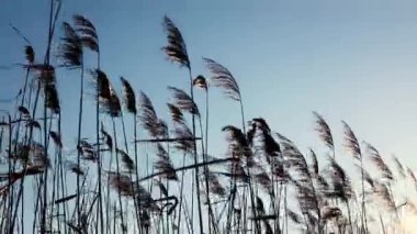 Pampas otları ya da Cortaderia selloanası açık havada rüzgarda hareket ediyor açık renkli mavi gökyüzü arka planında