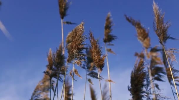 パンパスの草、空の柔らかい植物、柔らかい植物の抽象的な自然の背景風の中で動くコルタデリア・セローナ. — ストック動画