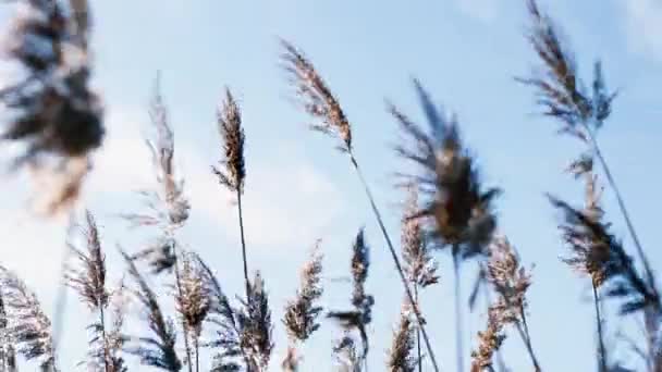 Hierba pampeana o Cortaderia selloana moviéndose al aire libre en colores pastel claros sobre fondo cielo azul — Vídeo de stock
