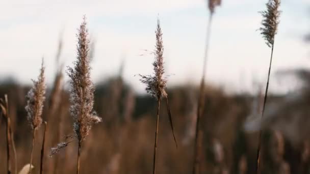 アブストラクト柔らかい植物の自然な背景コルタデリアセローナ、風に動くパンパス草. — ストック動画