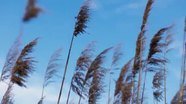 Cortaderia selloana moviéndose en el viento. Fondo natural abstracto de suave cielo azul plantsover, tranquilo telón de fondo de la naturaleza. Enfoque suave, fondo borroso — Vídeos de Stock