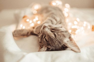Tekir gri kedi, Noel ışıkları ve hediye kutularıyla rahat bir yatakta uzanıyor. Şirin kedi yavrusu rahatlıyor ve altın top oyuncağıyla oynuyor. 2022 Kış Tatili.