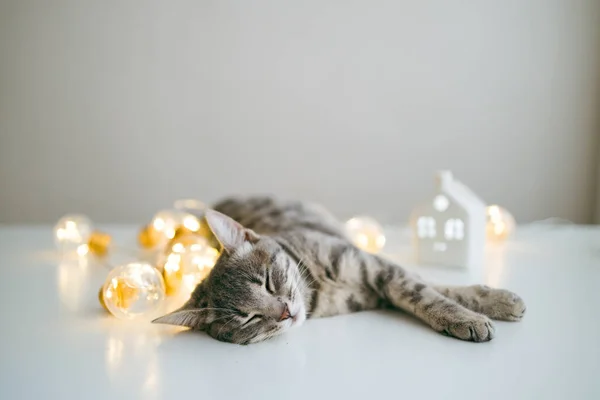Счастливая Серая Кошка Лежит Наслаждается Удобной Кровати Одеяле Уютный Домашний — стоковое фото
