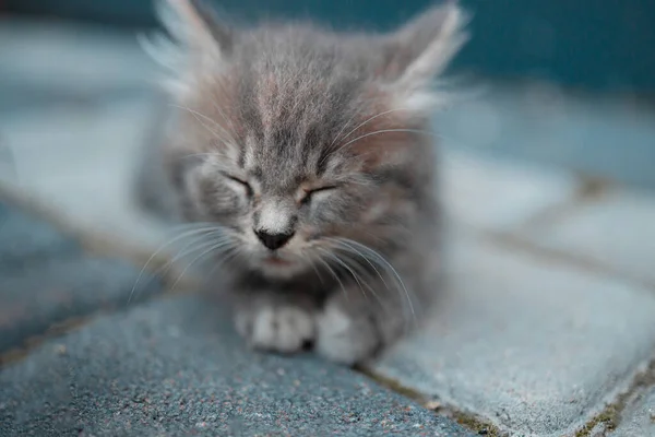Little Kitten Sleeping Outdoors Pavement Close — Stock Photo, Image