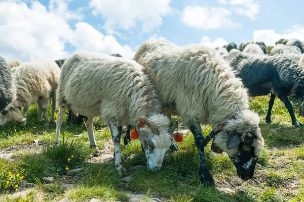 美しい山の牧草地で羊の群れ — ストック写真