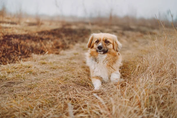 Haustier Der Natur Miniaturhund Sitzt Auf Herbsttrockenem Gras Und Blickt — Stockfoto