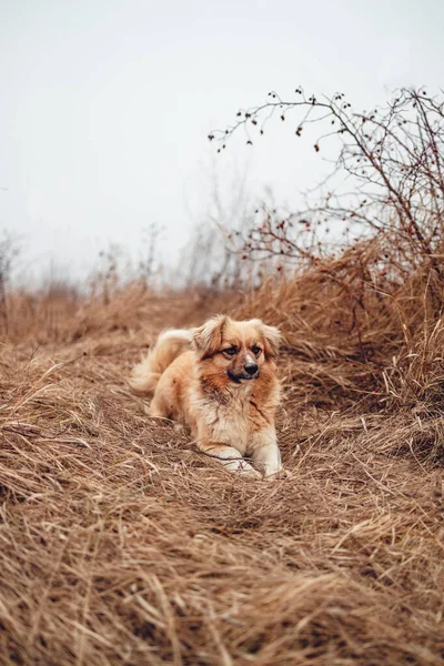 Cão Sem Raça Miniatura Senta Grama Seca Outono Olha Para — Fotografia de Stock