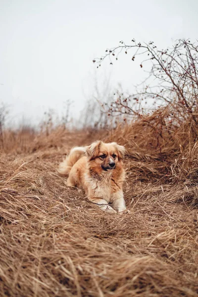 Miniatyr Avelslös Hund Sitter Hösten Torrt Gräs Och Tittar Kameran — Stockfoto