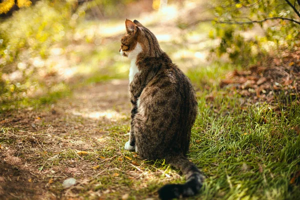 Vit Grå Randig Katt Ligger Grön Gräsmatta Parken Och Vila — Stockfoto