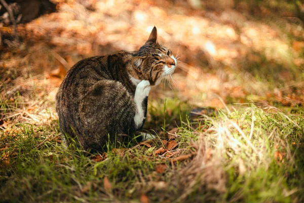 Striped adult domestic cat is looking at the camera. Selective focus on the eyes. — Stock Photo, Image