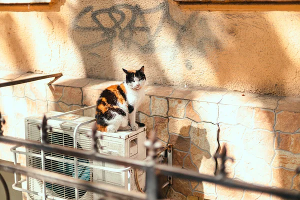 Söt Svart Och Vit Herrelös Katt Kattunge Avkopplande Sittande Blickar — Stockfoto