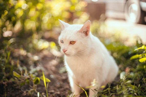 Belleza Gato Blanco Grande Gatito Relajándose Disfrutando Aire Libre Jardín —  Fotos de Stock