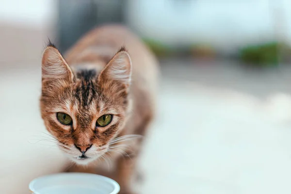 Primer Plano Gatito Calle Comiendo Comida Gato Cuidado Animales Sin — Foto de Stock