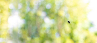 pencere camı sineği closeup