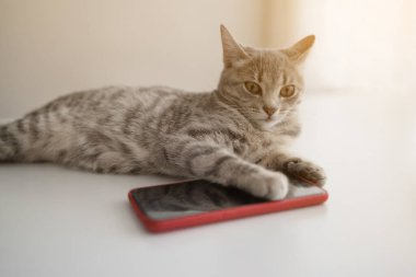 Komik gri kedi, sabah güneş ışığında akıllı telefonun yanında, masanın üzerinde yatıyor.