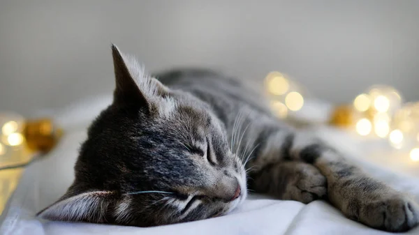 고양이가 위에서 침대에 즐긴다 — 스톡 사진