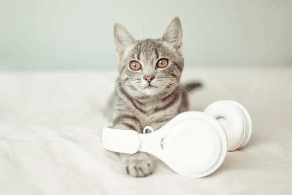 幸せなかわいい灰色の縞模様の子猫とともに無線ヘッドフォンは自宅のリビングルームに広がるベッドの上にあります — ストック写真