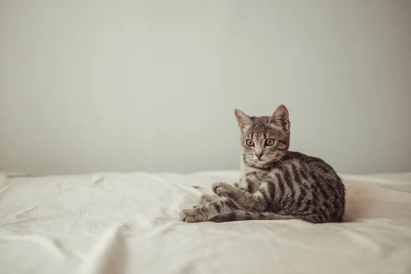 Charmante Graugestromte Katze Die Sich Ausruht Und Genießt Bett Liegen — Stockfoto