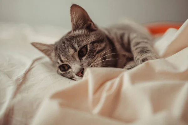 Söt Grå Katt Liggande Sängen Fluffigt Husdjur Bekvämt Bosatte Sig — Stockfoto