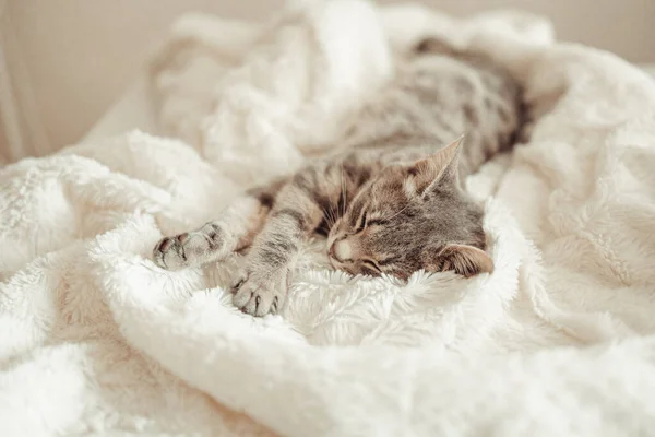 かわいいタビー子猫は白い柔らかい毛布の下のソファで眠ります 幸せなペットと居心地の良い家の背景 — ストック写真