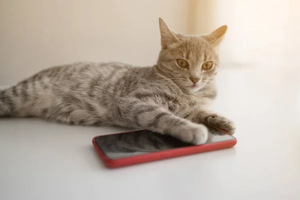 Divertente Gatto Grigio Trova Sul Tavolo Accanto Allo Smartphone Raggi — Foto Stock