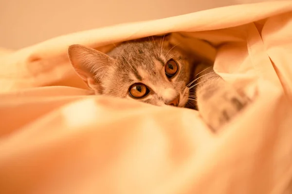 Niedliche Graue Katze Liegt Bett Flauschiges Haustier Hat Sich Bequem — Stockfoto