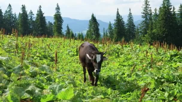 Geweldige ochtend scene van bergdorp, Karpaten bergen. Zwarte volwassen koe met horens wandelt op een zonnige zomerdag door de moestuin. — Stockvideo