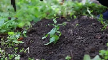 Bir ottan bahçe temizliği. Kadın eli çiçek bahçesindeki çimenleri çekiyor, bahçeyle ilgileniyor. Bahçıvanlık ve bahar temizliği
