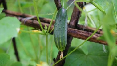 Seradaki yeşil salatalıkları kapayın. Organik tarım işi..