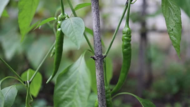 Legumes de pimenta verde fresca com folhas crescendo em um ramo em vegetais de campo aberto para colheita. — Vídeo de Stock