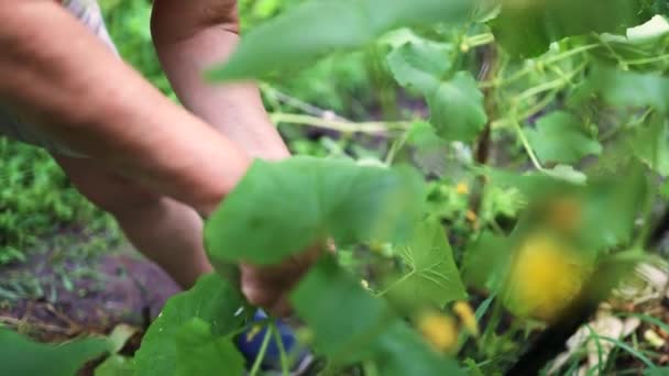 Vrouw die met planten werkt, biologische groenten verbouwt. Jonge komkommer plant in een moestuin — Stockvideo