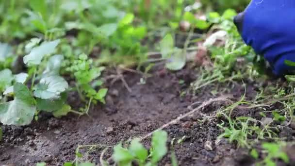 Agriculteur travailleur main tire de l'herbe dans le jardin de fleurs, prendre soin du jardin. Jardinage et nettoyage de printemps — Video