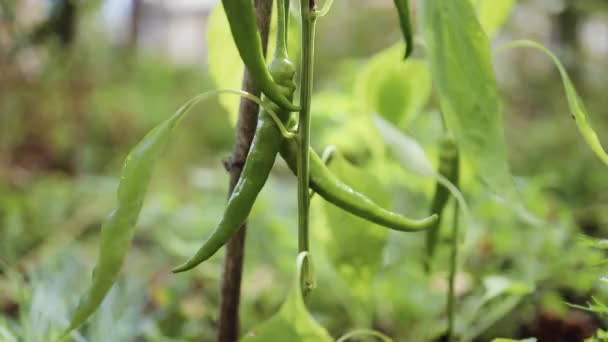 Legumes de pimenta verde fresca com folhas crescendo em um ramo em vegetais de campo aberto para colheita. — Vídeo de Stock